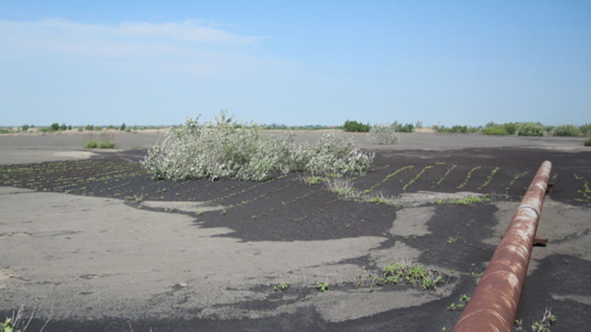 Phytostabilisation_cendres_volantes_Roumanie - 2011 - Isabelle Laffont-Schwob